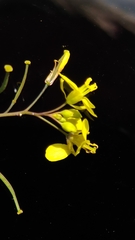 Diplotaxis catholica