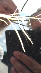 Diplotaxis catholica