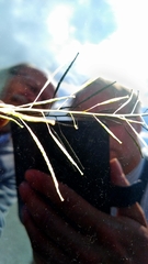 Diplotaxis catholica