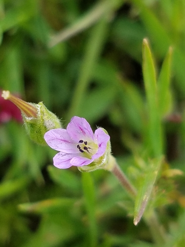 iNaturalist observation photo of Hairy-pitted Stork's-bill