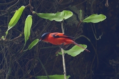 Sunda Minivet photo 2