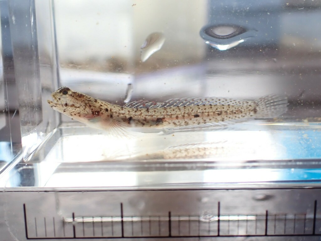 Ornate Sand-Diving Goby