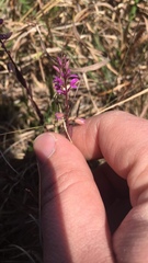Polygala crenata