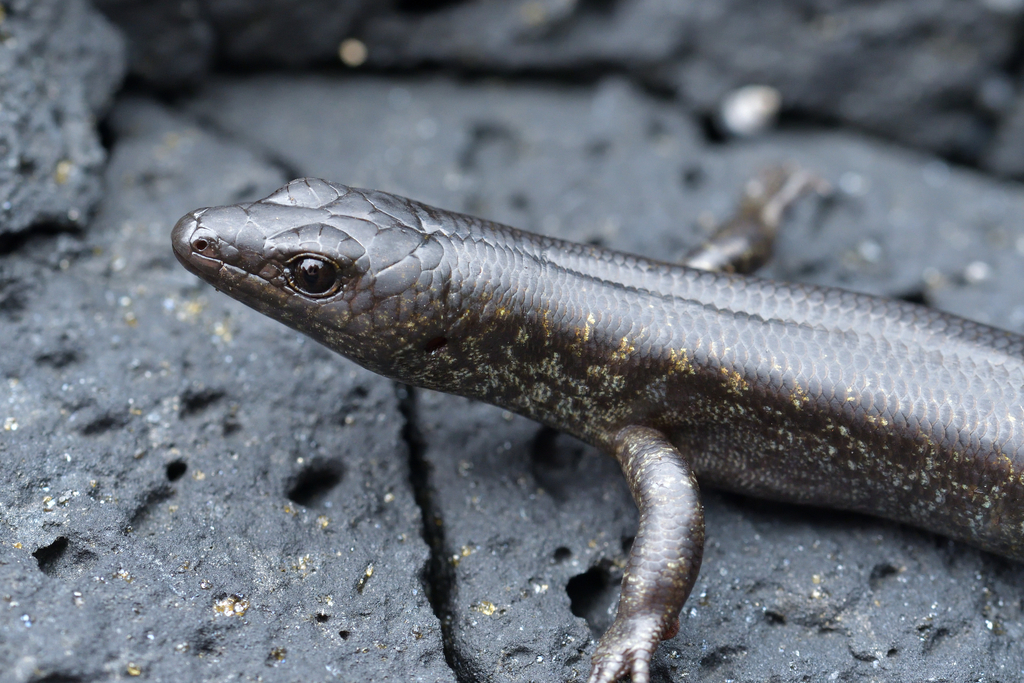 Egg-laying Skink