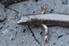 Suter's Skink photo 4