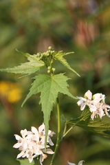 Ripariosida hermaphrodita