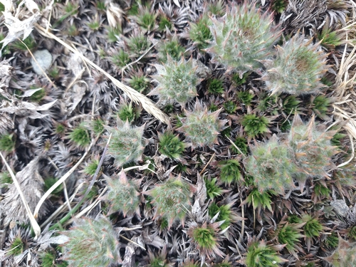 Image of Nassauvia magellanica by (c) Pablo, some rights reserved (CC BY)