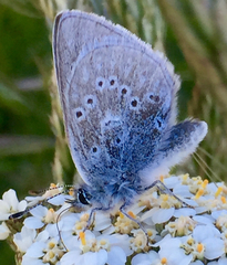 Icaricia icarioides missionensis