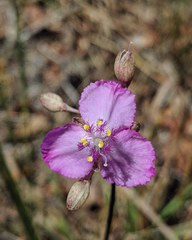 Callisia ornata