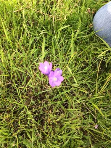 iNaturalist observation photo of blue dicks