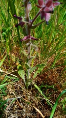 Anchusa undulata