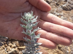 Acmispon argophyllus adsurgens