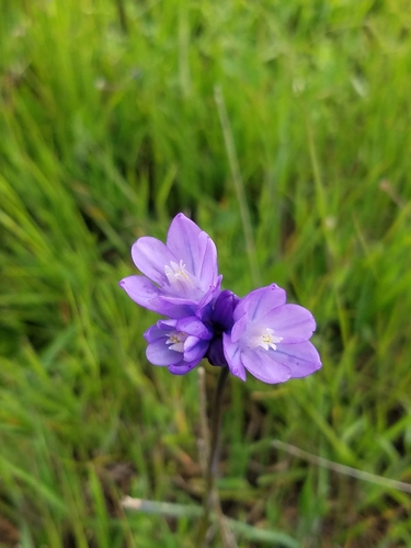 iNaturalist observation photo of blue dicks