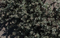 Atriplex leucophylla