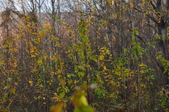 Cornus sanguinea australis