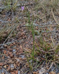 Callisia ornata