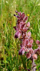Anchusa undulata