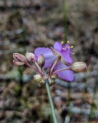 Callisia ornata