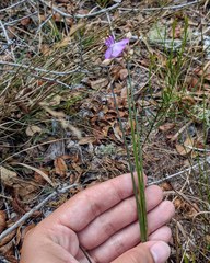 Callisia ornata