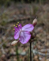 Callisia ornata