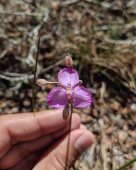 Callisia ornata