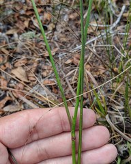 Callisia ornata