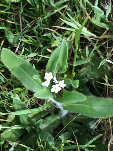 iNaturalist observation photo of Popcornflowers