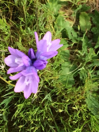 iNaturalist observation photo of blue dicks