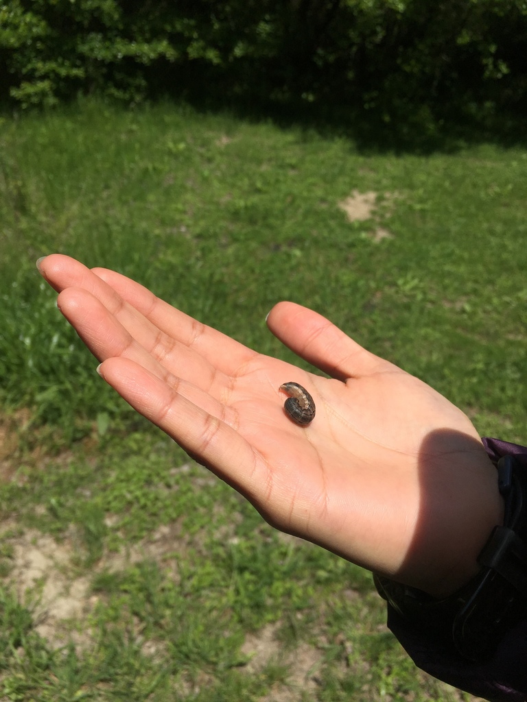 Cutworms and Dart Moths from River Legacy, Arlington, TX, US on April 1 ...