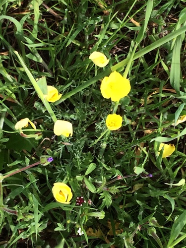 iNaturalist observation photo of Frying Pans