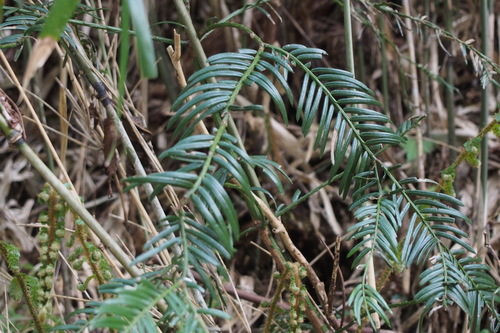 Cephalotaxus harringtonia