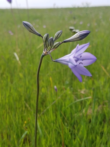 iNaturalist observation photo of Ithuriel's Spear