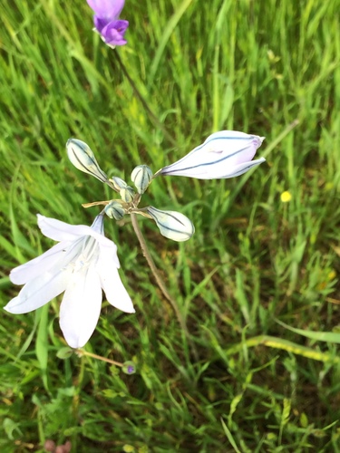 iNaturalist observation photo of Ithuriel's Spear