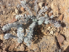 Acmispon argophyllus adsurgens