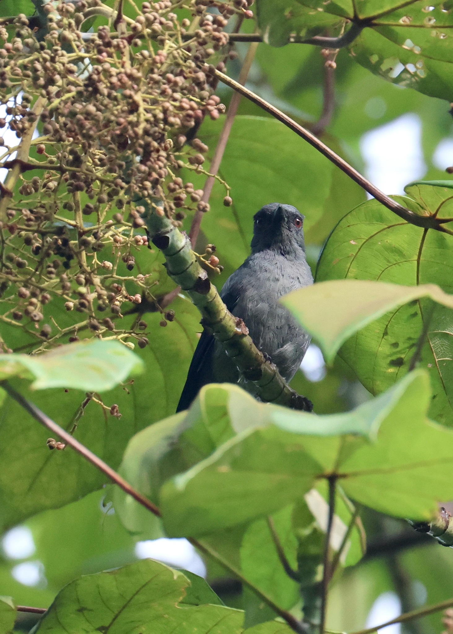 Lesser Cuckooshrike (Lalage fimbriata)