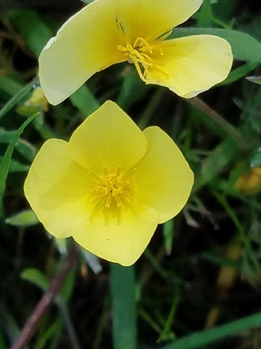 iNaturalist observation photo of Eschscholzia
