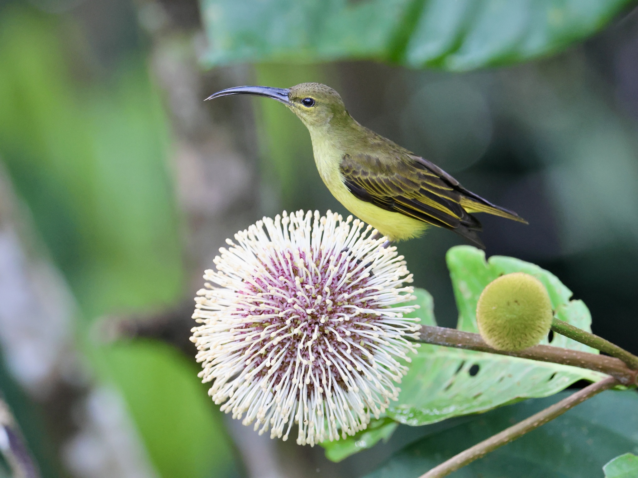 Thick-billed Spiderhunter (Arachnothera crassirostris), photo 2