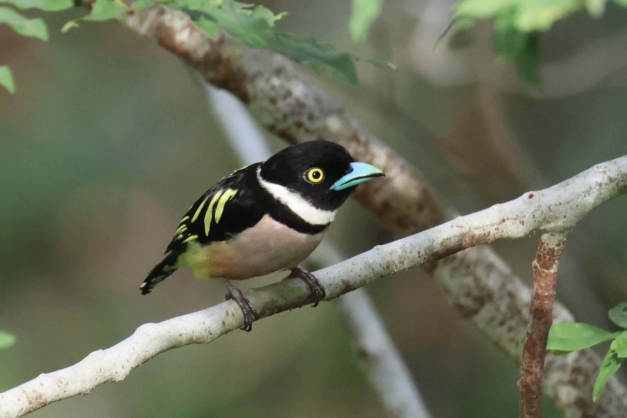 Black-and-yellow Broadbill