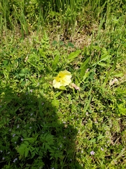 Oenothera triloba