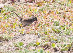 Artemisiospiza belli clementeae