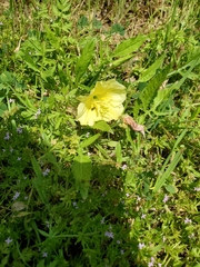 Oenothera triloba