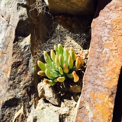 Dudleya virens hassei