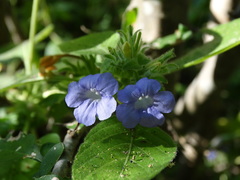 Ruellia inundata