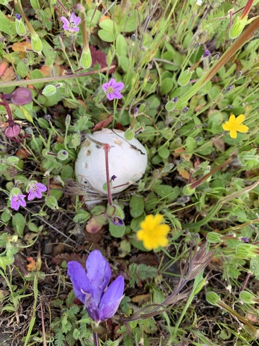 iNaturalist observation photo of giant puffball