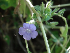 Ruellia inundata
