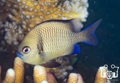 Reticulate Dascyllus photo 4
