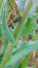 Cercopis intermedia