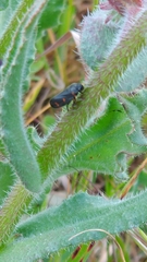 Cercopis intermedia
