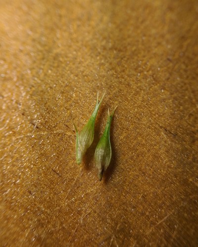 Carex comosa image