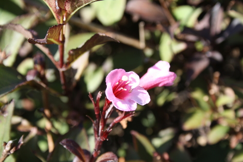 Old Fashioned Weigela